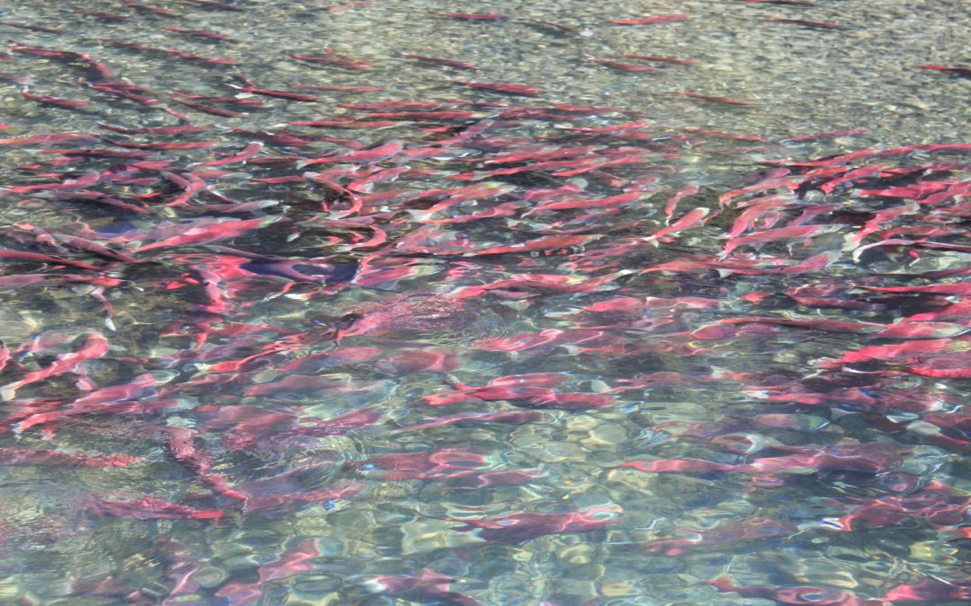 Chilko Sockeye Super Fish