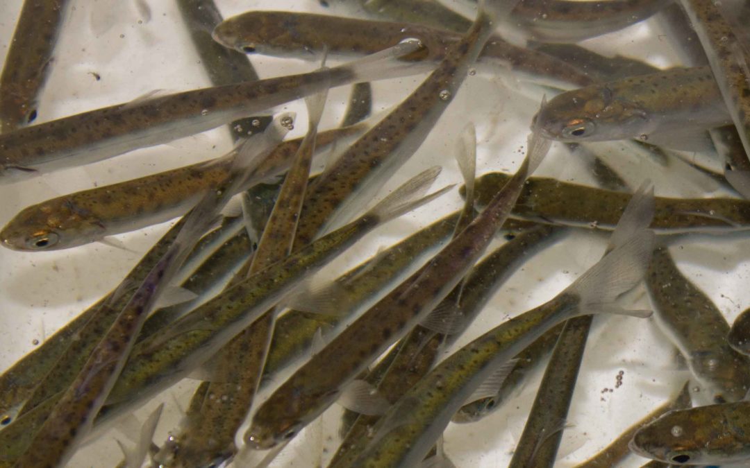 Spring Migration of the Chilko Sockeye, Where the Journey Begins